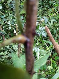 Image result for Zanthoxylum usambarense