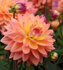 DAHLIA DECORATIVE WANDAS AURORA I (15 LOOSE P.OPEN TOP BOX) | Rotex  Flowerbulbs BV