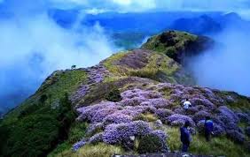 In the summer months, the southwest monsoon causes heavy rain in colombo, galle, and the most popular beaches along the southwest coast. Neelakurinji Flowering Season Just Made A Comeback After 12 Years Here S All You Need To Know