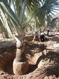 Check spelling or type a new query. Does A Coconut Tree Have A Tap Root Quora