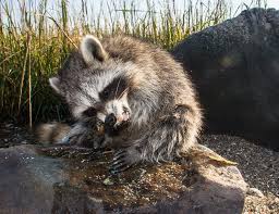 Can dogs get rabbies from biting racoon racoons. The Symptoms Of A Sick Raccoon Critter Control Dallas