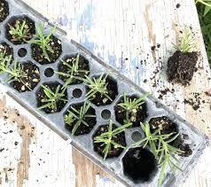 Image result for rosemary cuttings