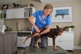 Animal chiropractors adjust specific areas of an animal's musculoskeletal system to reduce pain animal chiropractor salary. Animal Chiropractic Care Keeps Your Pet Moving Well