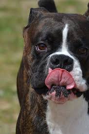 Why Do Dogs Lick Their Private Parts Wag Why Do Dogs Lick Dogs Why Dogs Lick