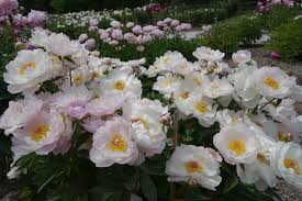 Perennial flowers that start with u. Beautiful Peony Varieties For Home And Garden