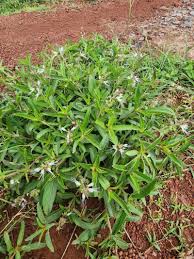Image result for Ocimum filamentosum