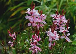 Gaura : culture, floraison et entretien