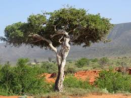 Image result for Boscia matabelensis