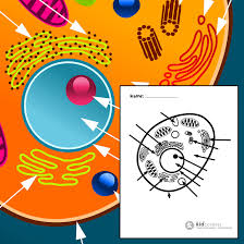 All animal cells are made up of various different parts. Animal Cell Free Printable To Label Color Kidcourses Com