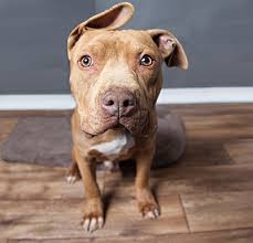 You must have a picture id to adopt and be at least 18 years old. Foster Kc Pet Project