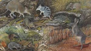 Lees het commentaar van rogier hentenaar over de bizarre plannen. Art And Fossils Combine To Reveal Now Extinct Bilbies And Bandicoots Western Australian Museum