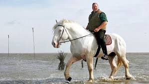 Tamme Hanken Tamme Hanken Mit Dem Xxl Ostfriesen Auf Tour Bild 5 Ndr De Regenbogenbrucke Haustiere Pferd