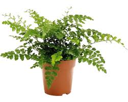 Image result for sleziník Asplenium