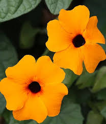 Image result for Thunbergianthus