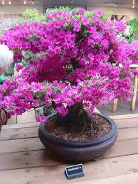 Rhododendron Bonsai Brooklyn Botanic Garden Miniature Trees Bonsai Bonsai Art