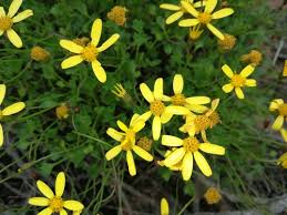 Image result for Cineraria mazoensis