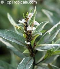 Image result for Justicia