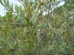 Image result for Osyris compressa