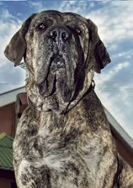 The history of the fila brasileiro breed. Guia De Racas Fila Brasileiro Geracao Pet