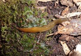 Image result for Polysphaeria harrisii