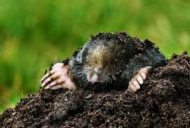 If you do see holes around your yard, that's a pretty good sign of mole activity. Mole Norfolk Wildlife Trust