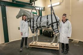 Does anyone else ride this horse in between your long fortnightly rides? Control Your Horse S Weight And Other Ways To Prevent Treat Laminitis The Horse