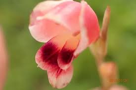 Image result for Gladiolus crassifolius