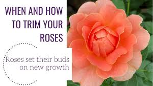 The benefit of oso easy™ rose series is that these plants are extremely disease resistance. Rosa Oso Easy Hot Paprika Buy Rose Shrubs Online
