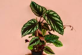 Image result for Cissus