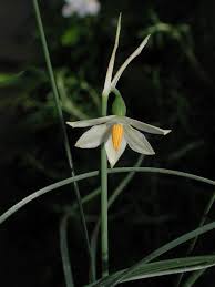 Leucojum Nicaense Jpg 768 1 024 Pixel Orchids Wild Orchid Plants