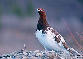 Check spelling or type a new query. Alaska State Bird Willow Ptarmigan 50states Com