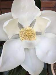 Magnolia First Flower Decor Flowers Magnolia
