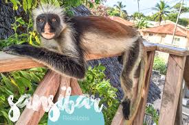 Zanzibar island itself is approximately 90km long and 40km wide. 20 Reisetipps Fur Sansibar Reiseblog Wolkenweit