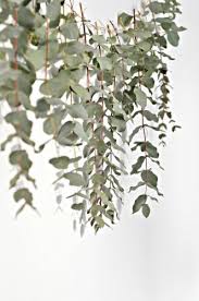 Eucalyptus can be dried and preserved for usein dry floral arrangements, wall hangings, and wreaths. What Is The Difference Between Fresh Dried And Preserved Eucalyptus