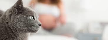 Schwanger Und Katze Wie Gross Ist Die Gefahr Wirklich Mdr Jump