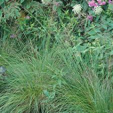 Image result for Sporobolus molleri