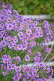 Symphyotrichum Novae Angliae New England Aster Aster Flower Flower Landscape Moon Nursery