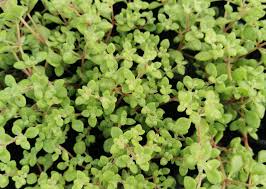 Image result for Crassula expansa