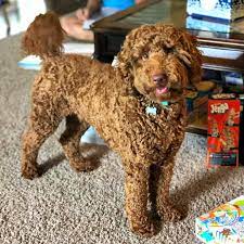 Male Vs Female Labradoodles