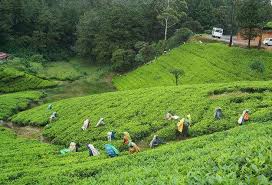 Dreamstime is the world`s largest stock photography community. 10 Best Tea Plantations In India