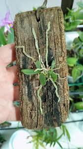 Image result for Mystacidium tanganyikense