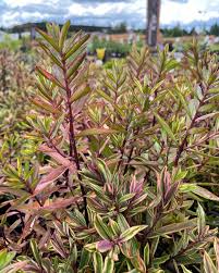 Arborvitae is now available in a wide variety of shapes, sizes, and even several color variations are now easily acquired. Farmington Gardens Purple Shamrock Hebe Is A Cute Compact Mounding Evergreen Shrub With Colorful Variegated Narrow Leaves Upon Purple Stems And Small Spikes Of Purple Flowers Appearing In Late Summer Foliage