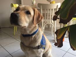 Maybe you would like to learn more about one of these? Lyon L Ecole Des Chiens D Aveugles Recherche Des Familles D Accueil