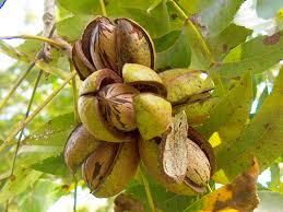 Besides walden's pecans, it buys nuts from growers. Plant Pecan Trees In Winter