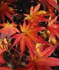 The Six Best Japanese Maples For Fall Color Japanese Maple Green Japanese Maple Front Garden Design
