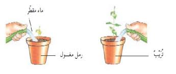 النباتات التكاثر بالبذور مراحل إنبات البذرة الانتاش والظروف الملائمة للإنبات
