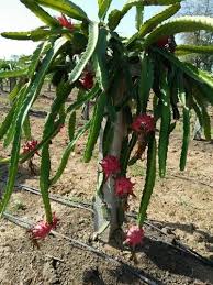 This requires level 81 farming. Dragon Fruit Plant At Rs 35 Person à¤¡ à¤° à¤—à¤¨ à¤« à¤° à¤Ÿ à¤ª à¤² à¤Ÿ Shree Maruti Nursery Dhar Id 17599178755