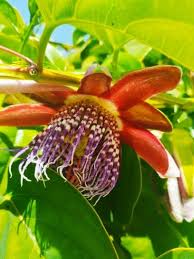 Image result for Passiflora quadrangularis