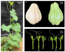 Image result for Sechium edule