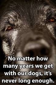 No Matter How Many Years We Get With Our Dogs Its Never Long Enough My Doggy Is Delightful Dog Quotes Dogs Dogs And Puppies